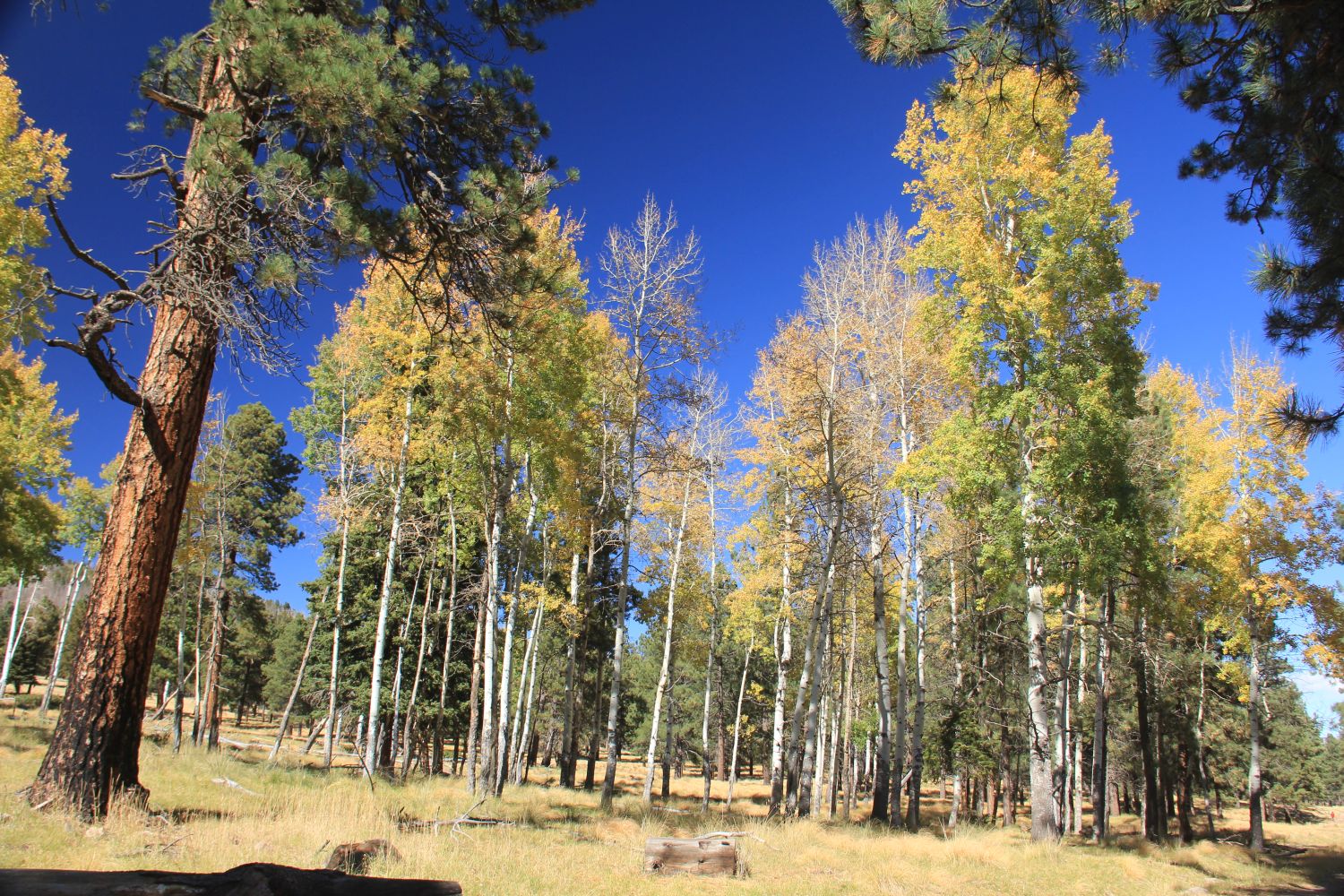 Valles Caldera National Preserve 